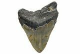 Huge, Fossil Megalodon Tooth - North Carolina #345657-2